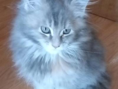 Blue Bell - Maine Coon - Gallery Photo #1