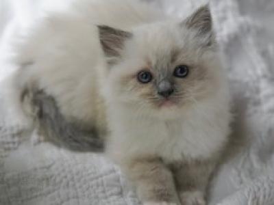 Dawn - Ragdoll - Gallery Photo #1