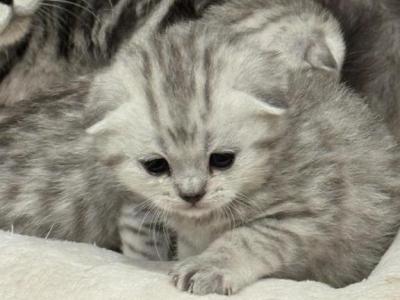 Bella's Cuties - Scottish Fold - Gallery Photo #1