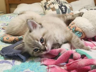 Italy's Litter - Ragdoll - Gallery Photo #1