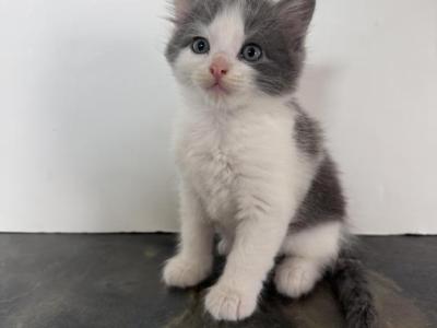Blue & White Fluffy Boy - Scottish Straight - Gallery Photo #1