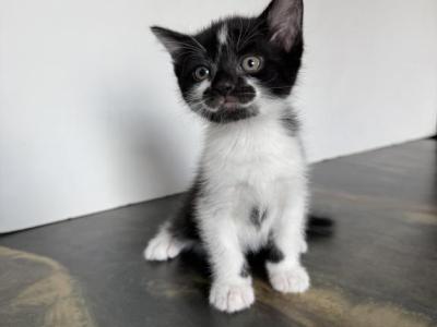 Tuxedo Boy - Scottish Straight - Gallery Photo #1