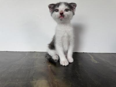 Sweet Fold Boy - Scottish Fold - Gallery Photo #1