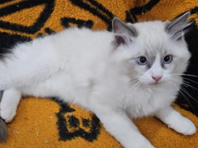 Dale - Ragdoll - Gallery Photo #1