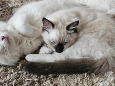 Dennis - Ragdoll - Gallery Photo #1