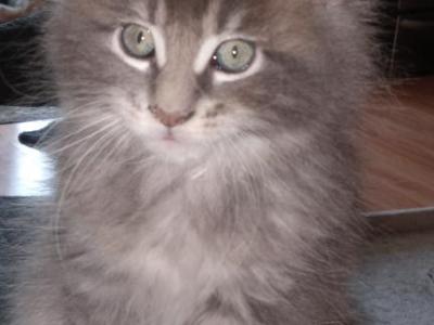 Tom - Maine Coon - Gallery Photo #1