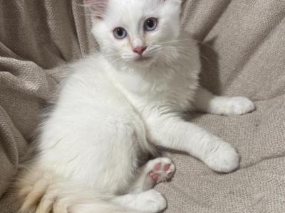 Electric - Ragdoll - Gallery Photo #1