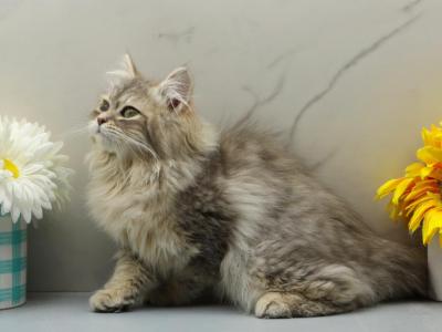 Kiri Of RomanovCats - Siberian - Gallery Photo #1