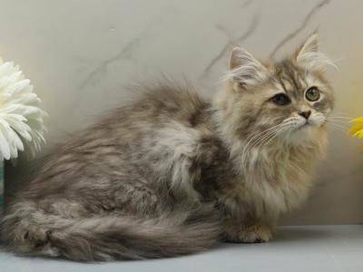 Kiri Of RomanovCats - Siberian - Gallery Photo #1