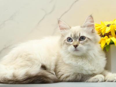 Jubilee Of RomanovCats - Siberian - Gallery Photo #1