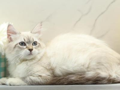 Jubilee Of RomanovCats - Siberian - Gallery Photo #1