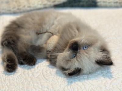 Moses Spring Litter G - Himalayan - Gallery Photo #1