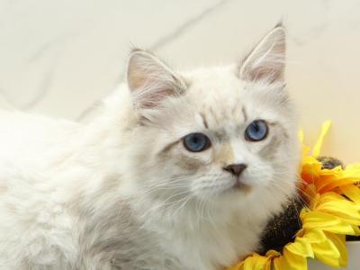Knight Of RomanovCats - Siberian - Gallery Photo #1