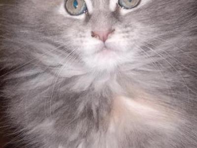 Buttercup - Maine Coon - Gallery Photo #1
