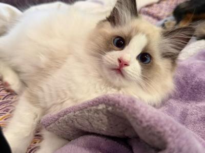Gatita - Ragdoll - Gallery Photo #1