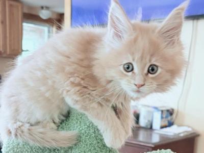 Fiona - Maine Coon - Gallery Photo #1