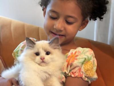Dobby - Ragdoll - Gallery Photo #1