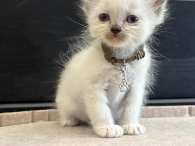Brown Collar - Ragdoll - Gallery Photo #1