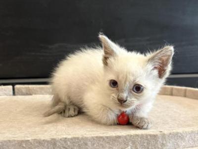 Red Collar Siamese - Siamese - Gallery Photo #1