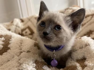 Purple Collar Siamese - Siamese - Gallery Photo #1