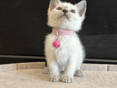 Pink Collar Siamese - Siamese - Gallery Photo #1