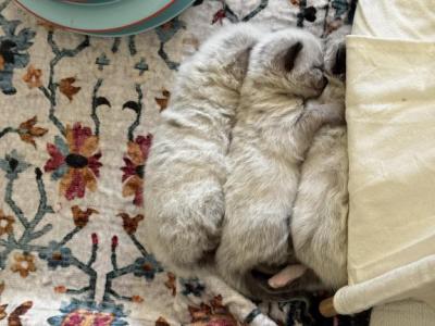 Freya & Charlie's Earth Litter - Ragdoll - Gallery Photo #1