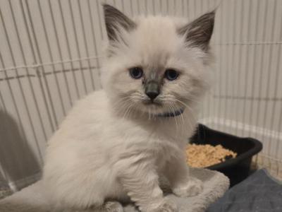 Sammy's Litter - Ragdoll - Gallery Photo #1
