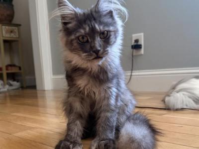 Xena - Maine Coon - Gallery Photo #1