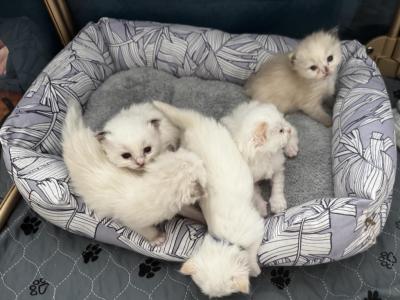 Ember & Charlie's Fire Litter - Ragdoll - Gallery Photo #1