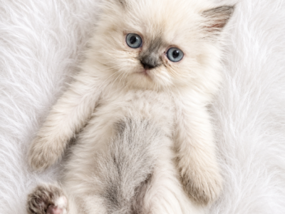 SNOW - Persian - Gallery Photo #1