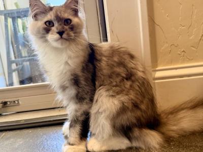 Opal - Maine Coon - Gallery Photo #1