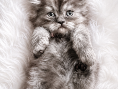 SMOKEY - Persian - Gallery Photo #1