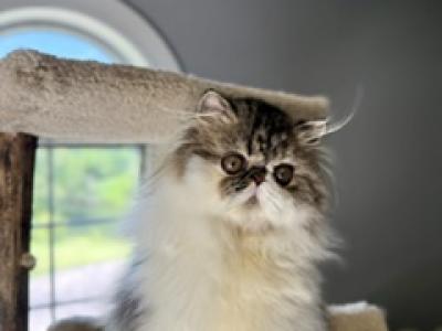 Male Tabby & White - Persian - Gallery Photo #1