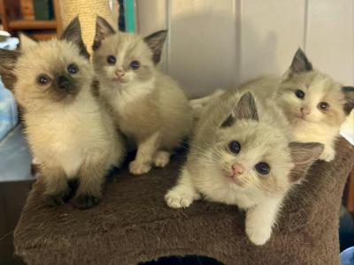Bonnie Bells Kittens - Ragdoll - Gallery Photo #1