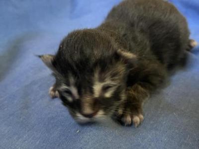 Brazil Nut - Maine Coon - Gallery Photo #1