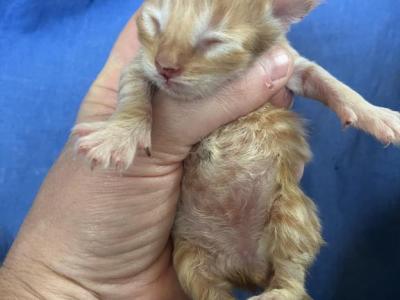 Cashew - Maine Coon - Gallery Photo #1