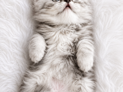 GRAY - Persian - Gallery Photo #1