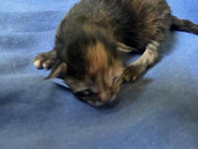 Hazelnut - Maine Coon - Gallery Photo #1