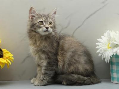 Lava Of RomanovCats - Siberian - Gallery Photo #1