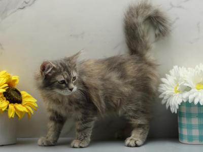 Lava Of RomanovCats - Siberian - Gallery Photo #1