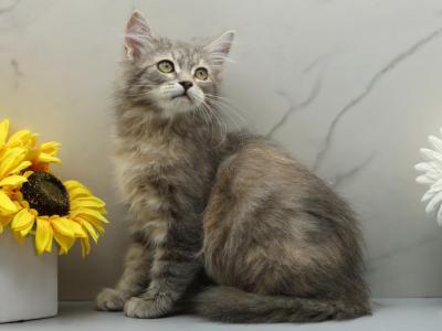 Lava Of RomanovCats - Siberian - Gallery Photo #1