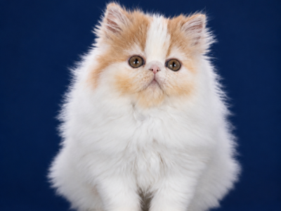 Peach - Persian - Gallery Photo #1