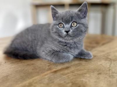Tommy - British Shorthair - Gallery Photo #1