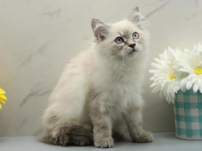 Lunara Of RomanovCats - Siberian - Gallery Photo #1