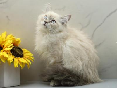 Lunara Of RomanovCats - Siberian - Gallery Photo #1