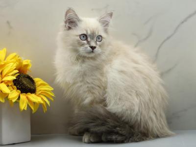 Lunara Of RomanovCats - Siberian - Gallery Photo #1