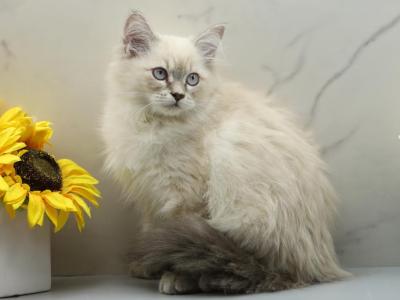 Lunara Of RomanovCats - Siberian - Gallery Photo #1