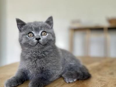 Ralph - British Shorthair - Gallery Photo #1