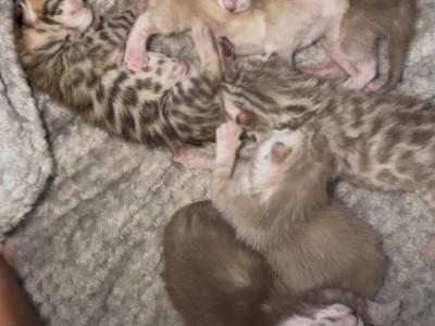 Bengal Marble Kittens - Bengal - Gallery Photo #1
