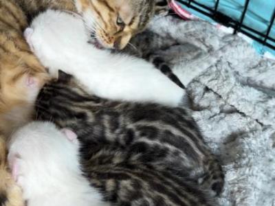 Missy Bengal Kittens - Bengal - Gallery Photo #1